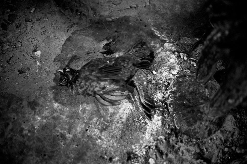 Mystery of voodoo