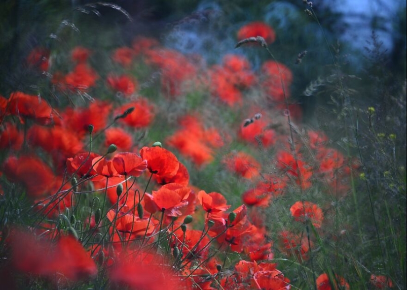 Naturaleza en primavera, verano y otoño: mis 20 fotos mías