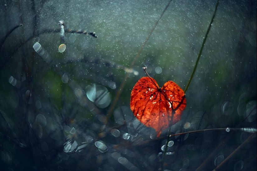 Naturaleza en primavera, verano y otoño: mis 20 fotos mías