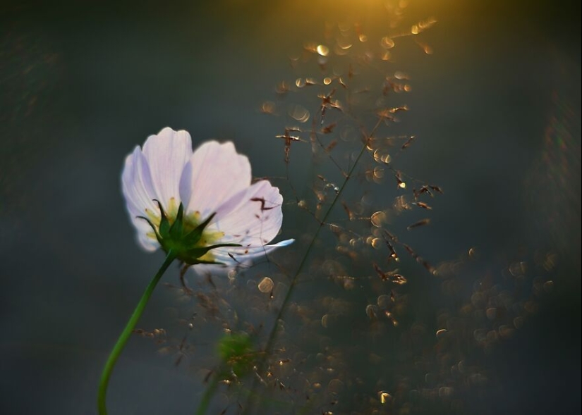 Naturaleza en primavera, verano y otoño: mis 20 fotos mías