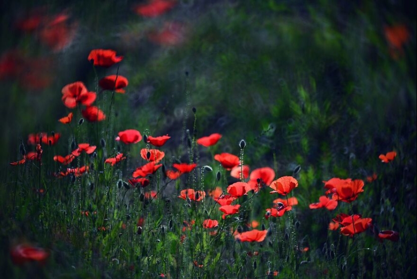 Naturaleza en primavera, verano y otoño: mis 20 fotos mías