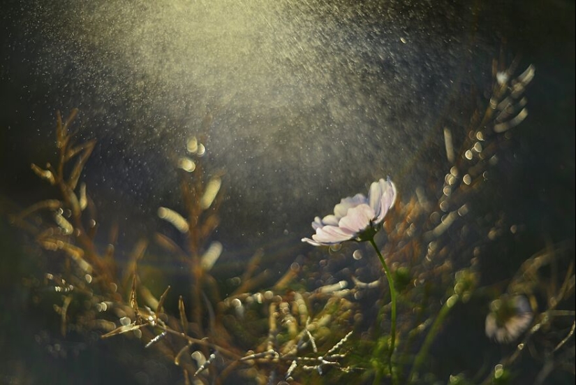 Naturaleza en primavera, verano y otoño: mis 20 fotos mías