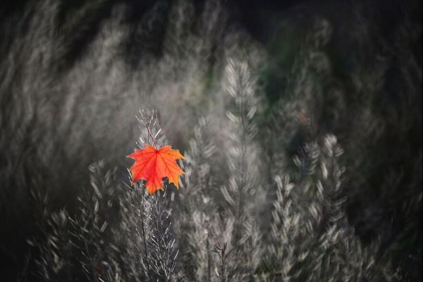 Naturaleza en primavera, verano y otoño: mis 20 fotos mías