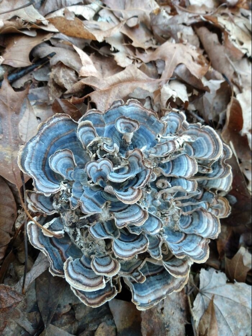 Nature's inventor: 10 mushrooms with an amazing "design"