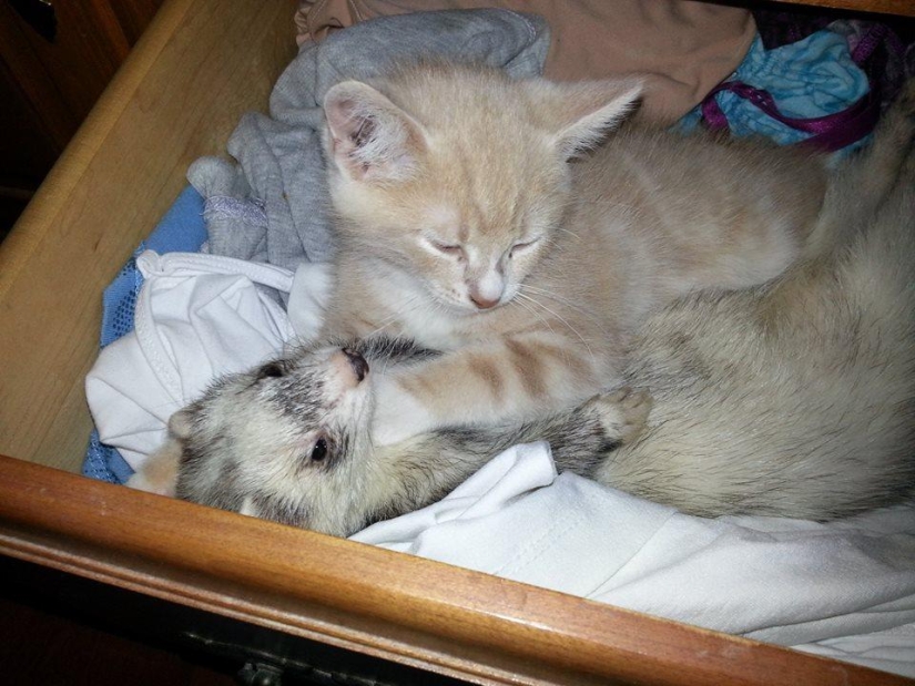 Ned es un gatito amigo de los hurones.