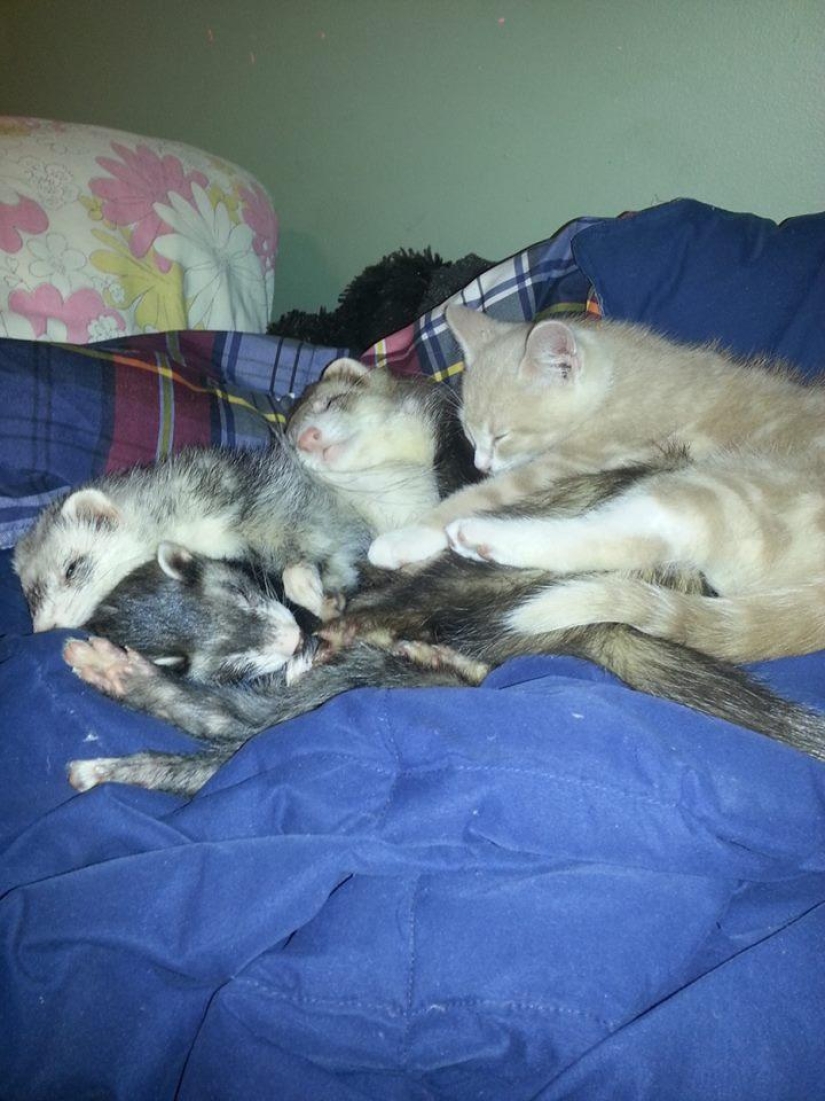 Ned is a kitten who is friends with ferrets Ned is a kitten who is friends with ferrets