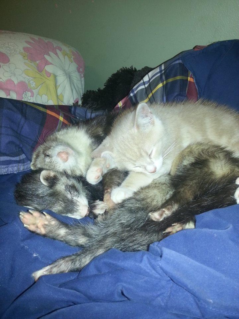 Ned is a kitten who is friends with ferrets Ned is a kitten who is friends with ferrets