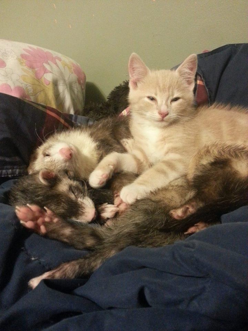 Ned is a kitten who is friends with ferrets Ned is a kitten who is friends with ferrets