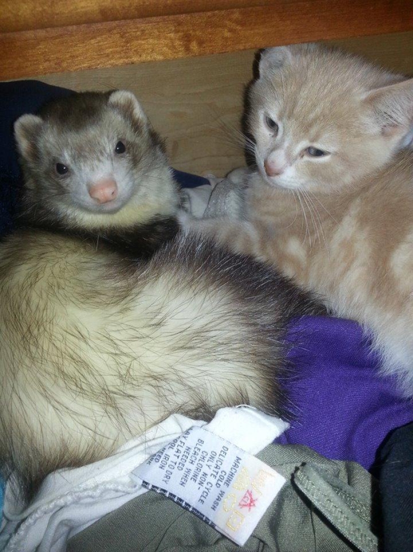 Ned is a kitten who is friends with ferrets Ned is a kitten who is friends with ferrets