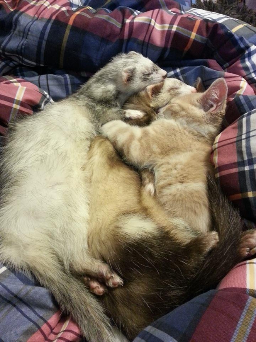 Ned is a kitten who is friends with ferrets Ned is a kitten who is friends with ferrets