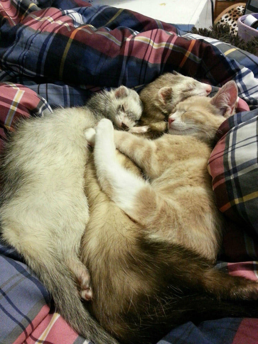 Ned is a kitten who is friends with ferrets Ned is a kitten who is friends with ferrets