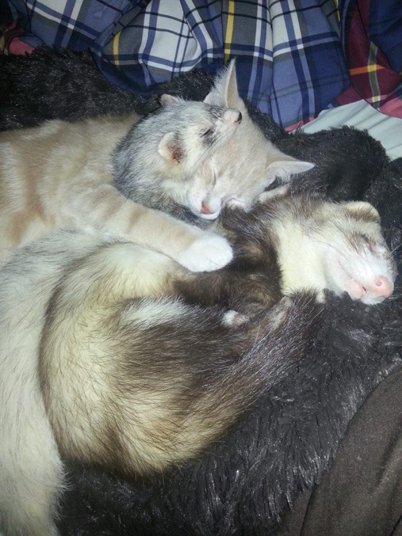 Ned is a kitten who is friends with ferrets Ned is a kitten who is friends with ferrets