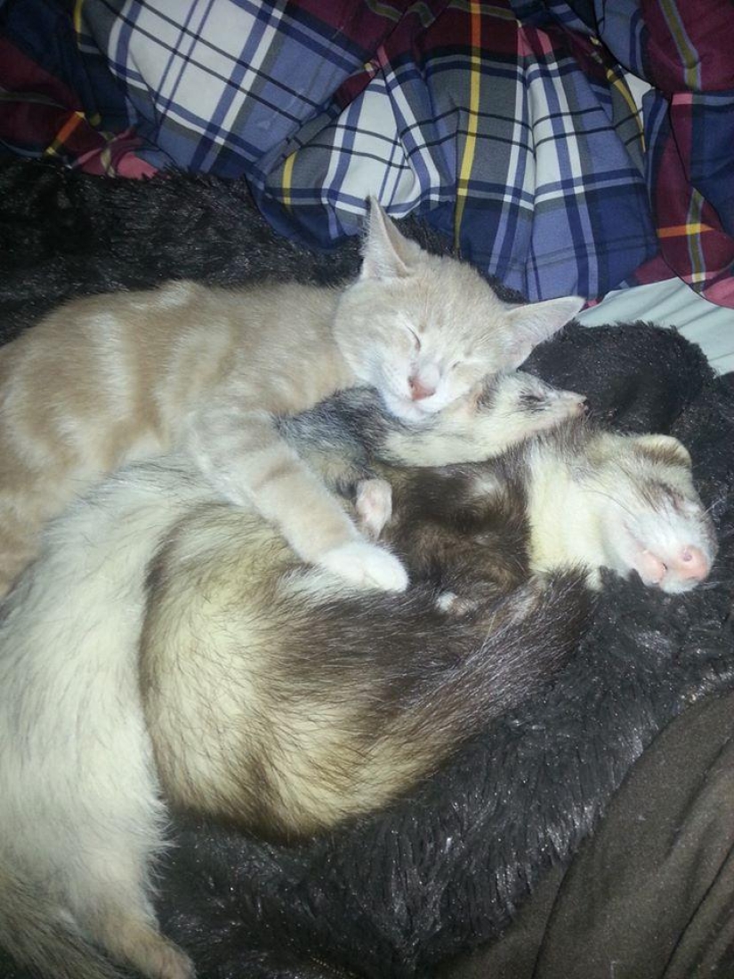 Ned is a kitten who is friends with ferrets Ned is a kitten who is friends with ferrets
