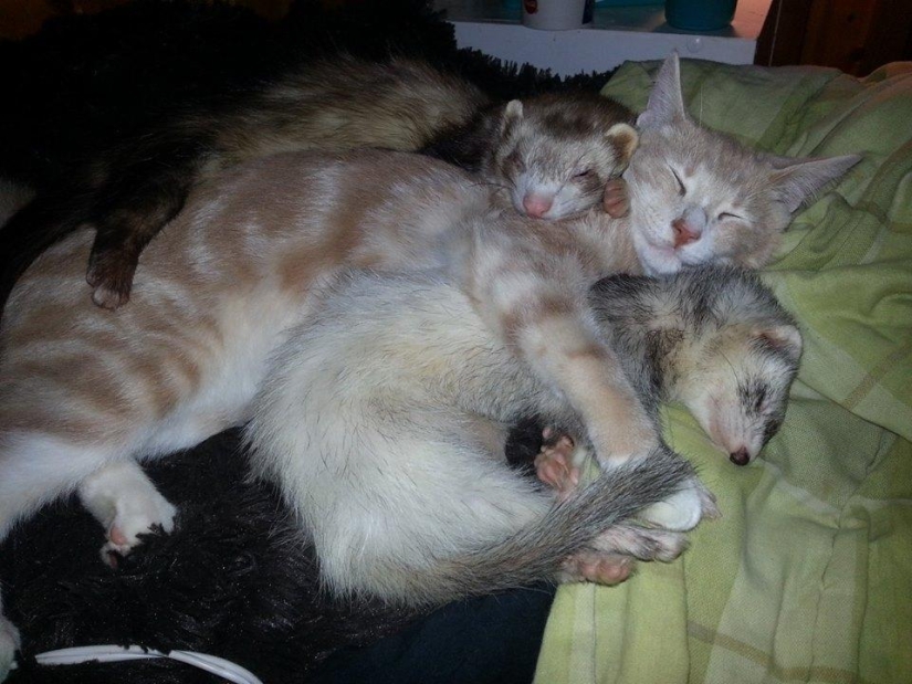 Ned is a kitten who is friends with ferrets Ned is a kitten who is friends with ferrets