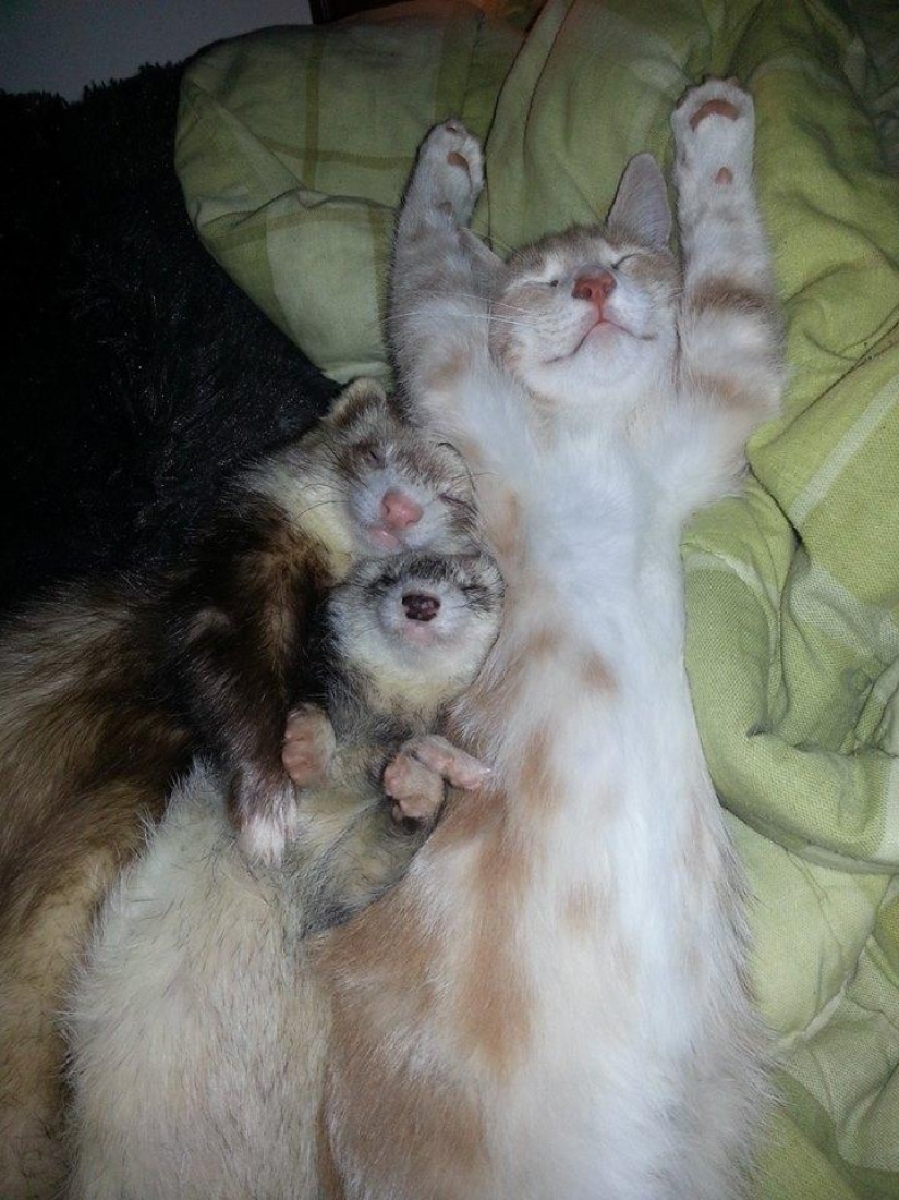 Ned is a kitten who is friends with ferrets Ned is a kitten who is friends with ferrets