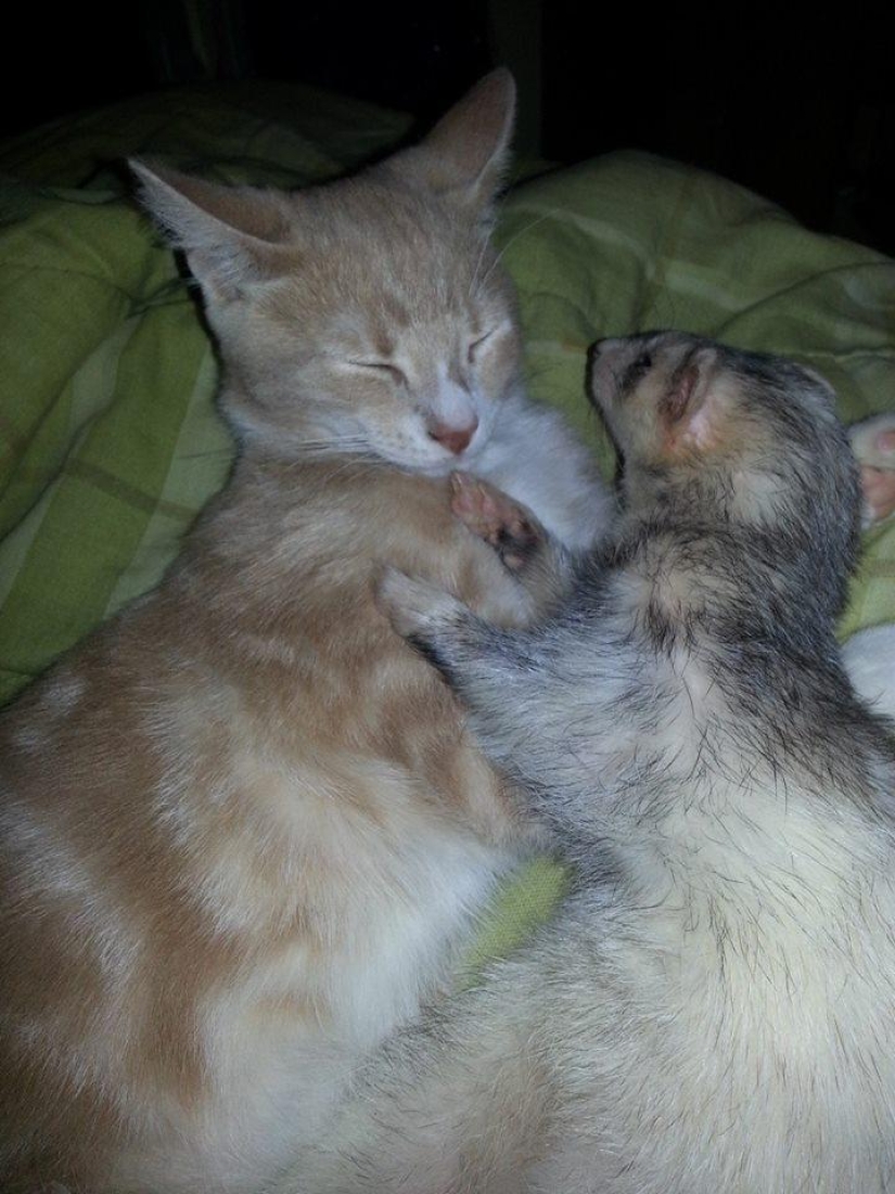 Ned is a kitten who is friends with ferrets Ned is a kitten who is friends with ferrets