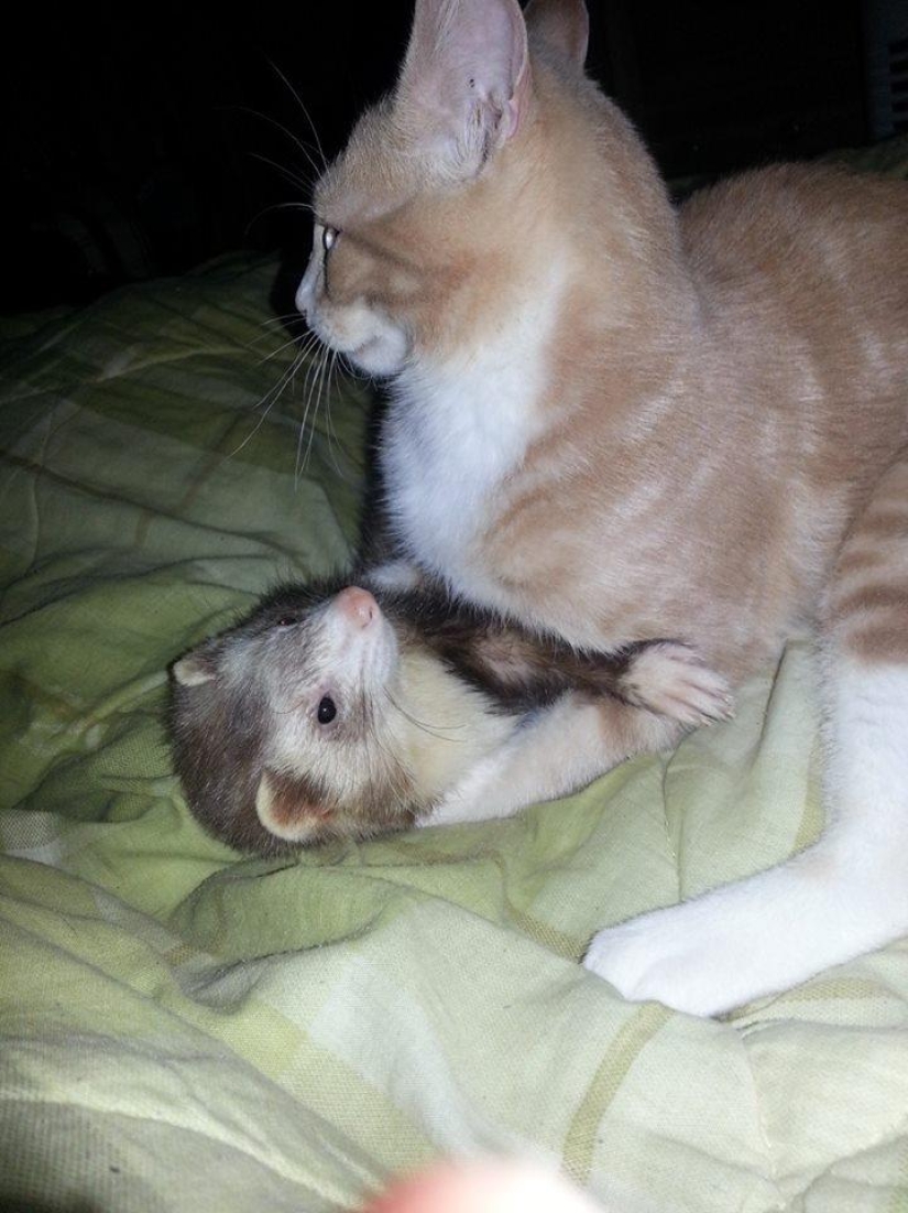 Ned is a kitten who is friends with ferrets Ned is a kitten who is friends with ferrets