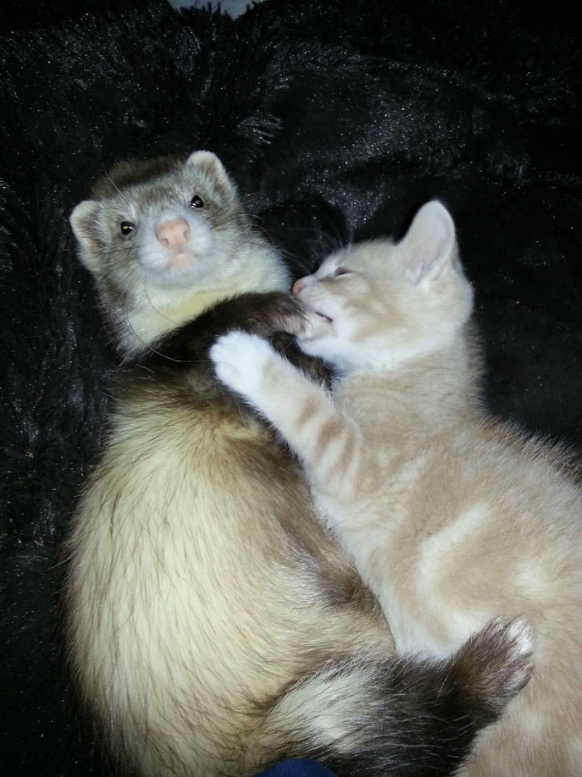 Ned is a kitten who is friends with ferrets Ned is a kitten who is friends with ferrets