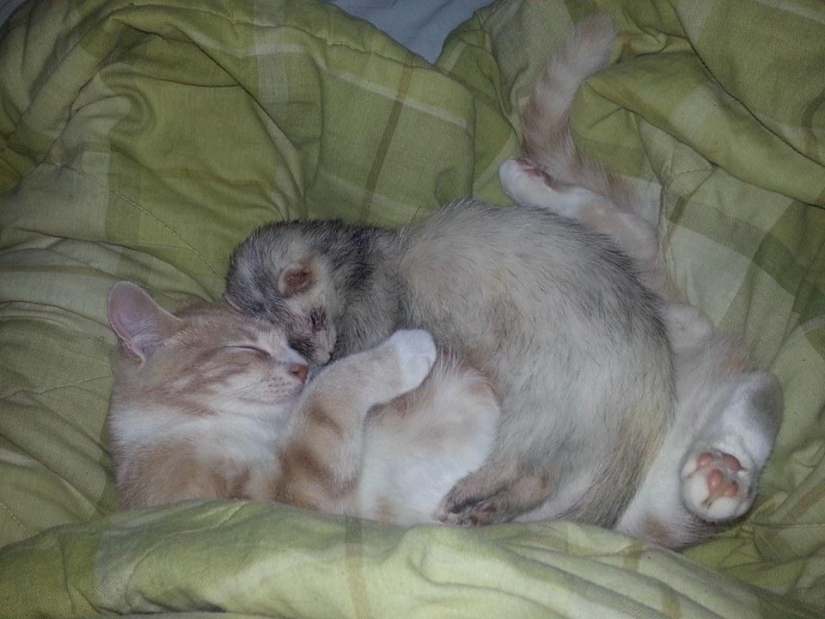 Ned is a kitten who is friends with ferrets Ned is a kitten who is friends with ferrets