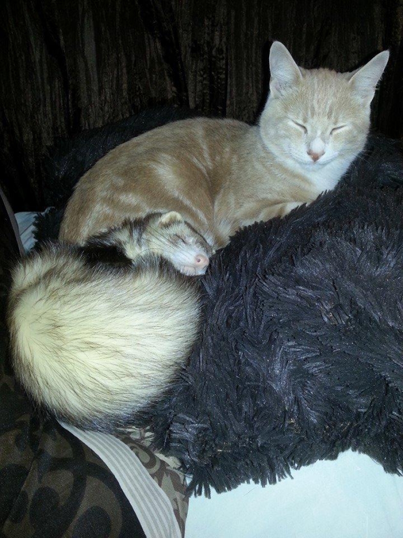 Ned is a kitten who is friends with ferrets Ned is a kitten who is friends with ferrets