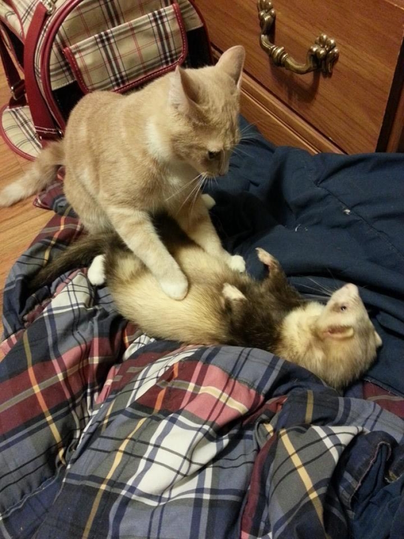 Ned is a kitten who is friends with ferrets Ned is a kitten who is friends with ferrets