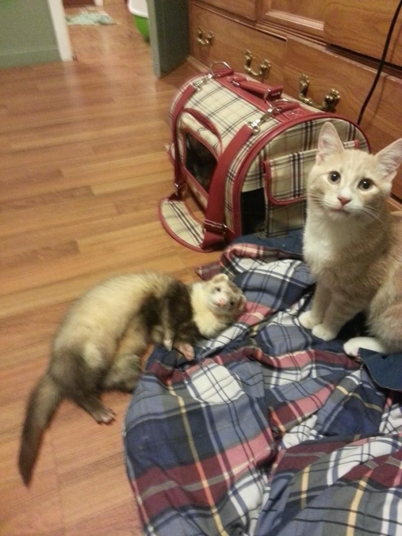Ned is a kitten who is friends with ferrets Ned is a kitten who is friends with ferrets