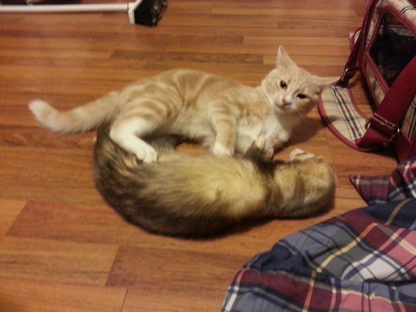 Ned is a kitten who is friends with ferrets Ned is a kitten who is friends with ferrets