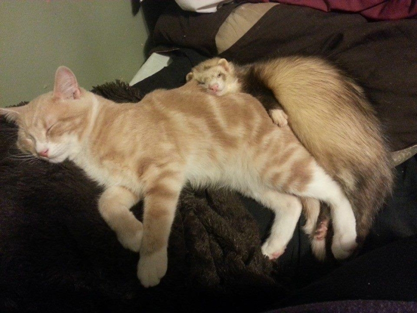 Ned is a kitten who is friends with ferrets Ned is a kitten who is friends with ferrets