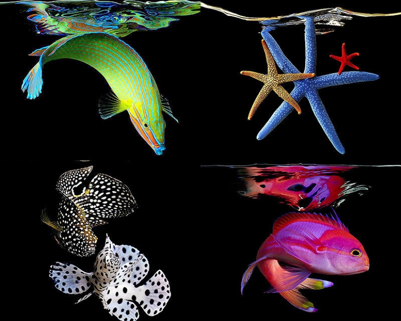 Neon portraits of exotic marine life Neon portraits of exotic marine life