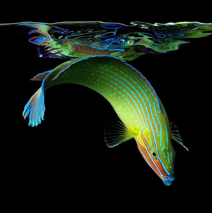 Neon portraits of exotic marine life Neon portraits of exotic marine life