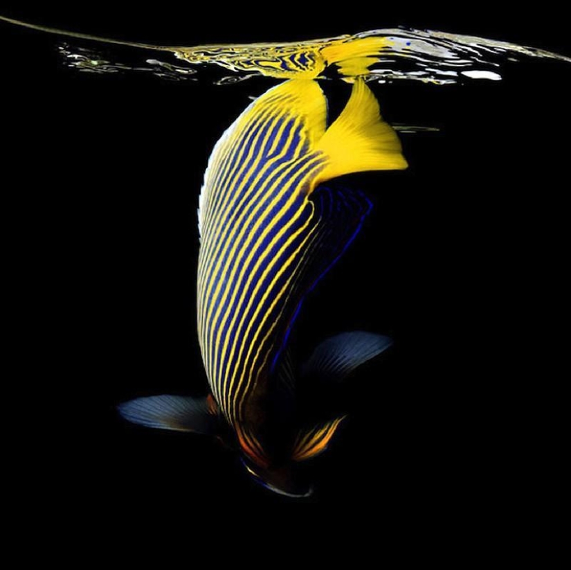Neon portraits of exotic marine life Neon portraits of exotic marine life