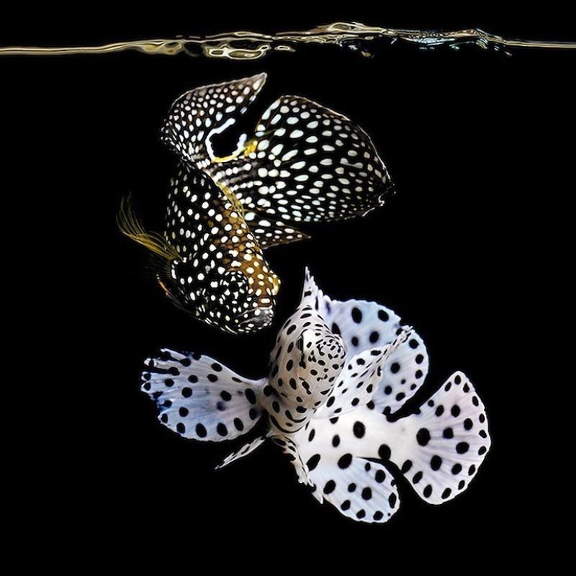 Neon portraits of exotic marine life Neon portraits of exotic marine life