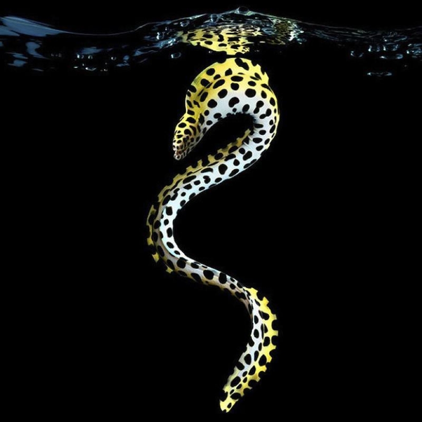 Neon portraits of exotic marine life Neon portraits of exotic marine life