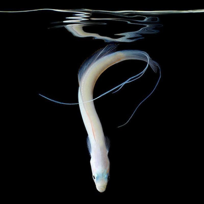 Neon portraits of exotic marine life Neon portraits of exotic marine life