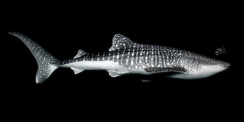 Neon portraits of exotic marine life Neon portraits of exotic marine life