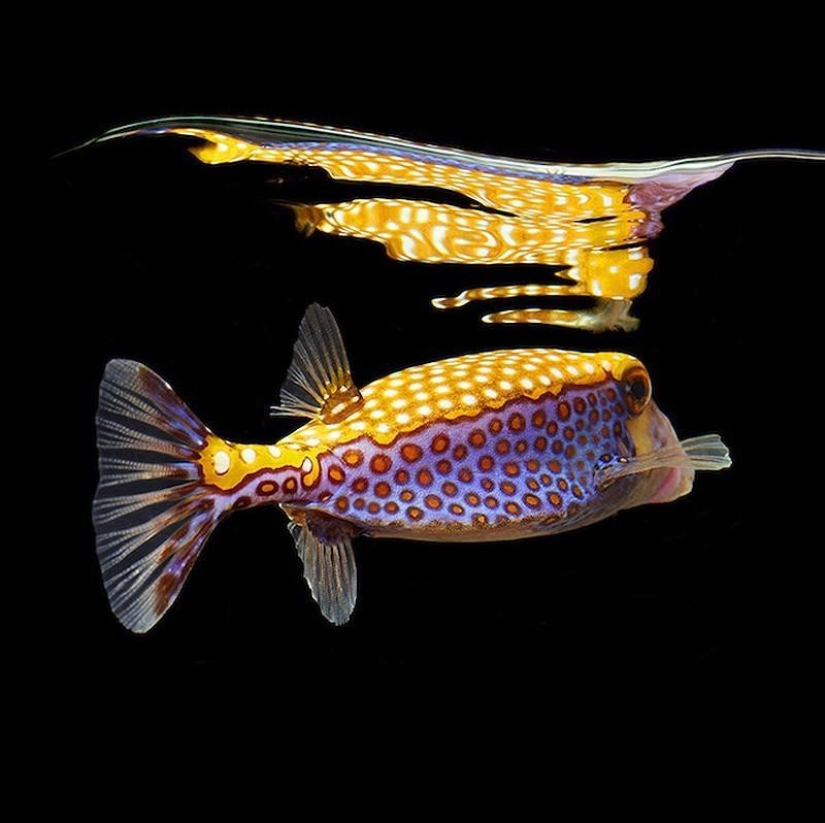 Neon portraits of exotic marine life Neon portraits of exotic marine life