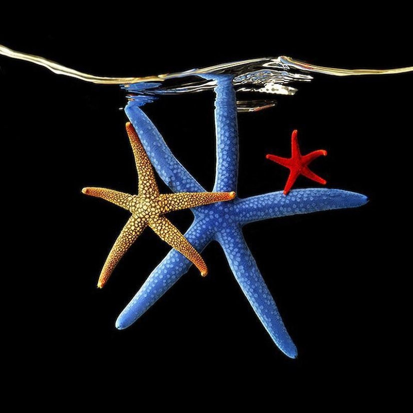 Neon portraits of exotic marine life Neon portraits of exotic marine life