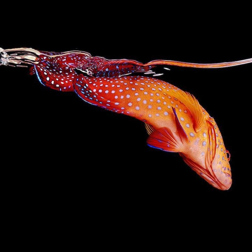 Neon portraits of exotic marine life Neon portraits of exotic marine life