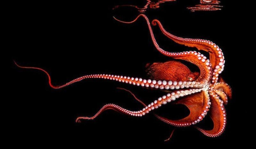 Neon portraits of exotic marine life Neon portraits of exotic marine life