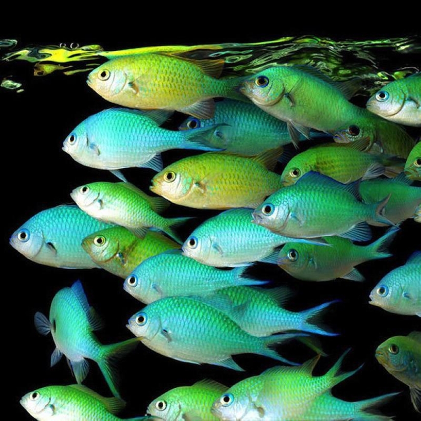 Neon portraits of exotic marine life Neon portraits of exotic marine life