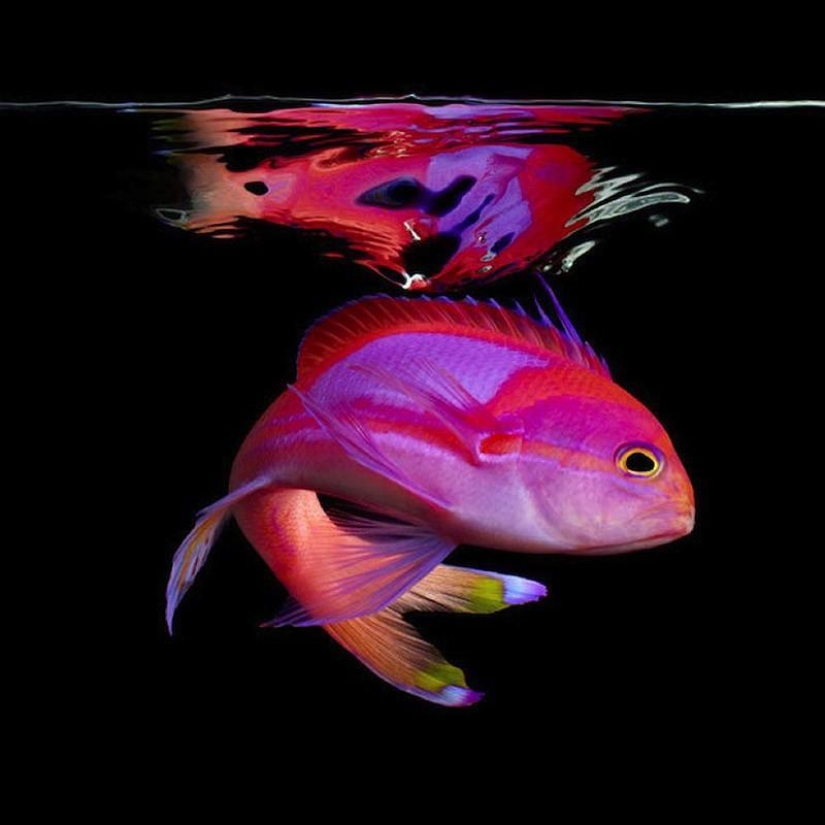 Neon portraits of exotic marine life Neon portraits of exotic marine life