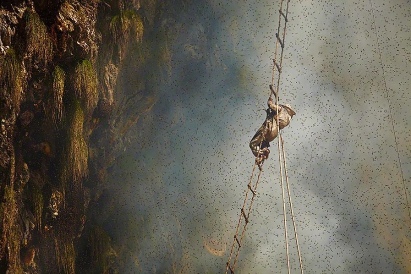 Nepalese honey hunters Nepalese honey hunters