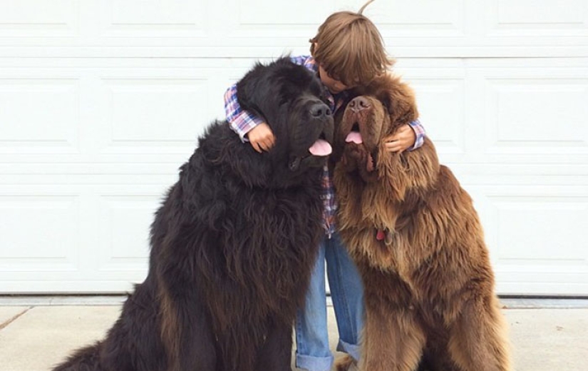 New Bremen Town Musicians New Bremen Town Musicians