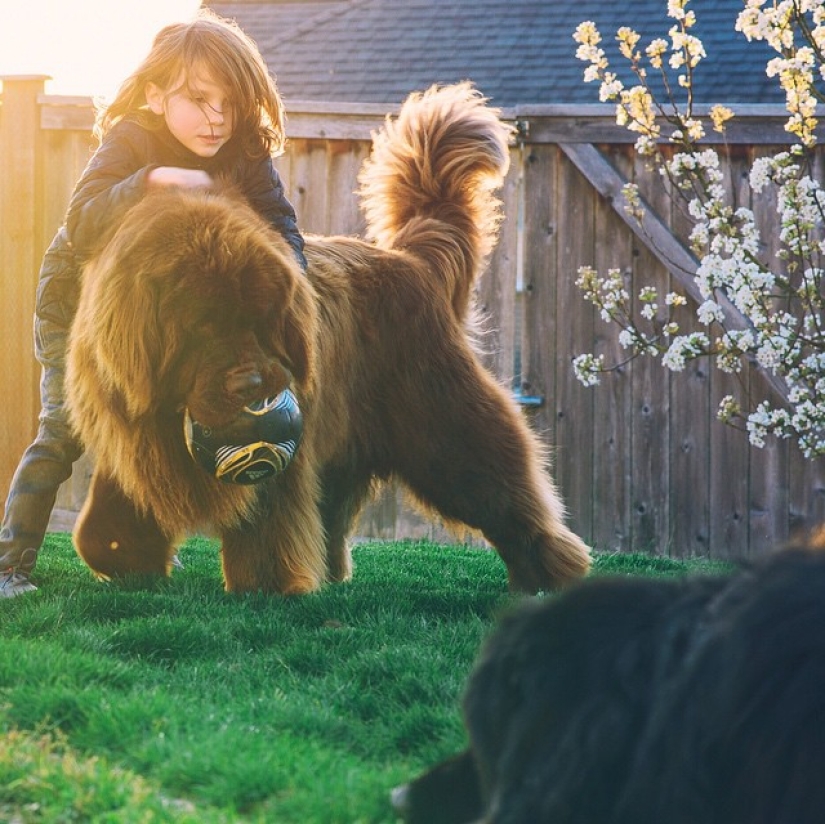 New Bremen Town Musicians New Bremen Town Musicians