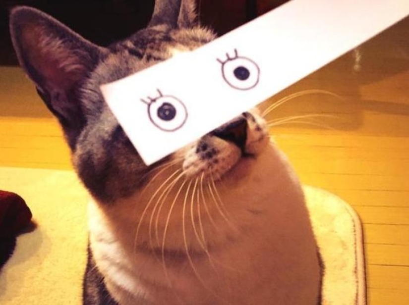 New kotofototrend: try on fluffy new painted eyes