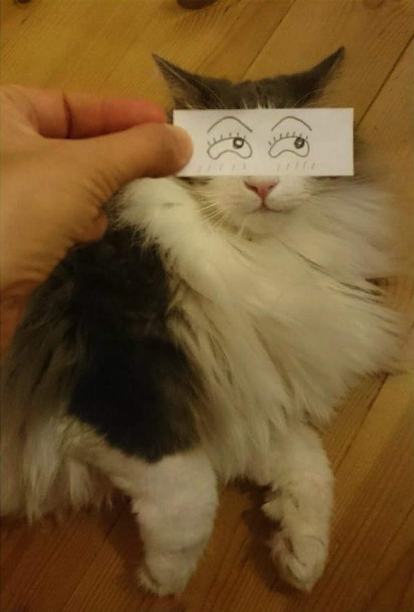 New kotofototrend: try on fluffy new painted eyes
