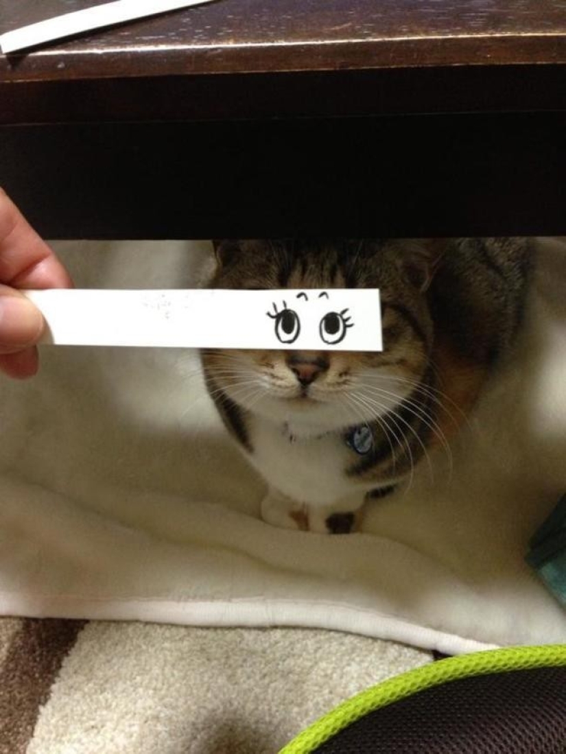 New kotofototrend: try on fluffy new painted eyes