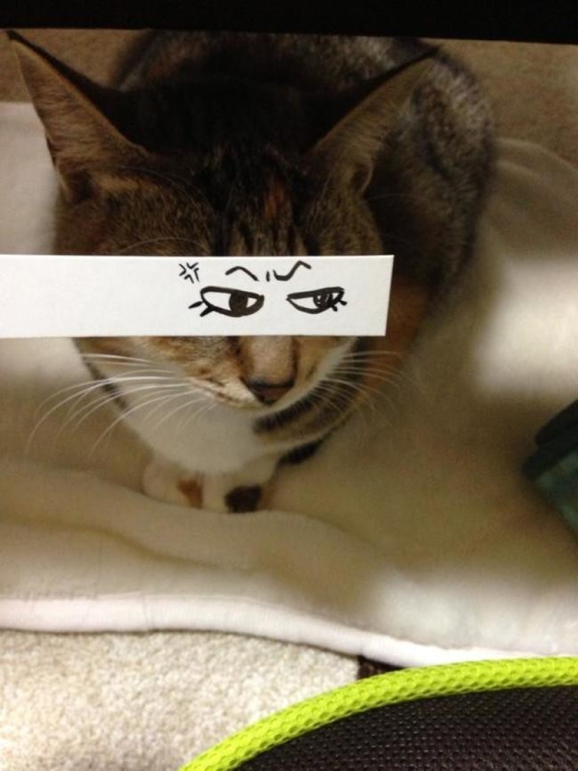 New kotofototrend: try on fluffy new painted eyes