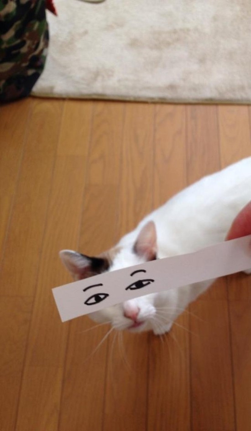 New kotofototrend: try on fluffy new painted eyes
