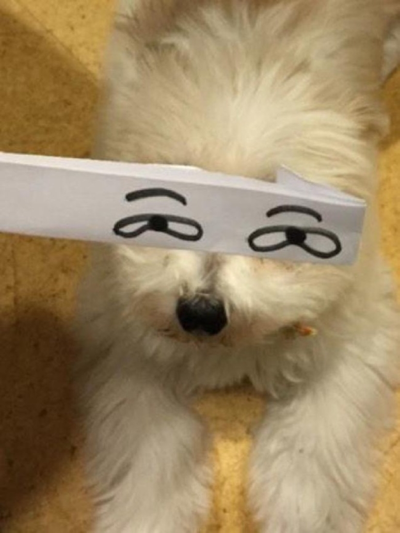 New kotofototrend: try on fluffy new painted eyes